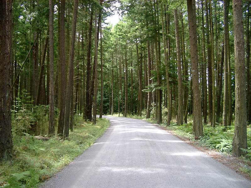 IMGP6957eCAMP_ORKILA_ROAD_ORCAS