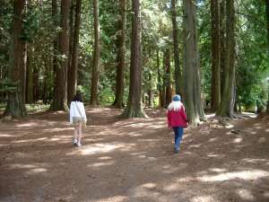 IMGP7002eORKILA_WOODS_ORCAS