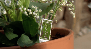 Breaking Bad: How Walter White Poisoned Brock and What Happened to the Ricin&nbsp;Cigarette