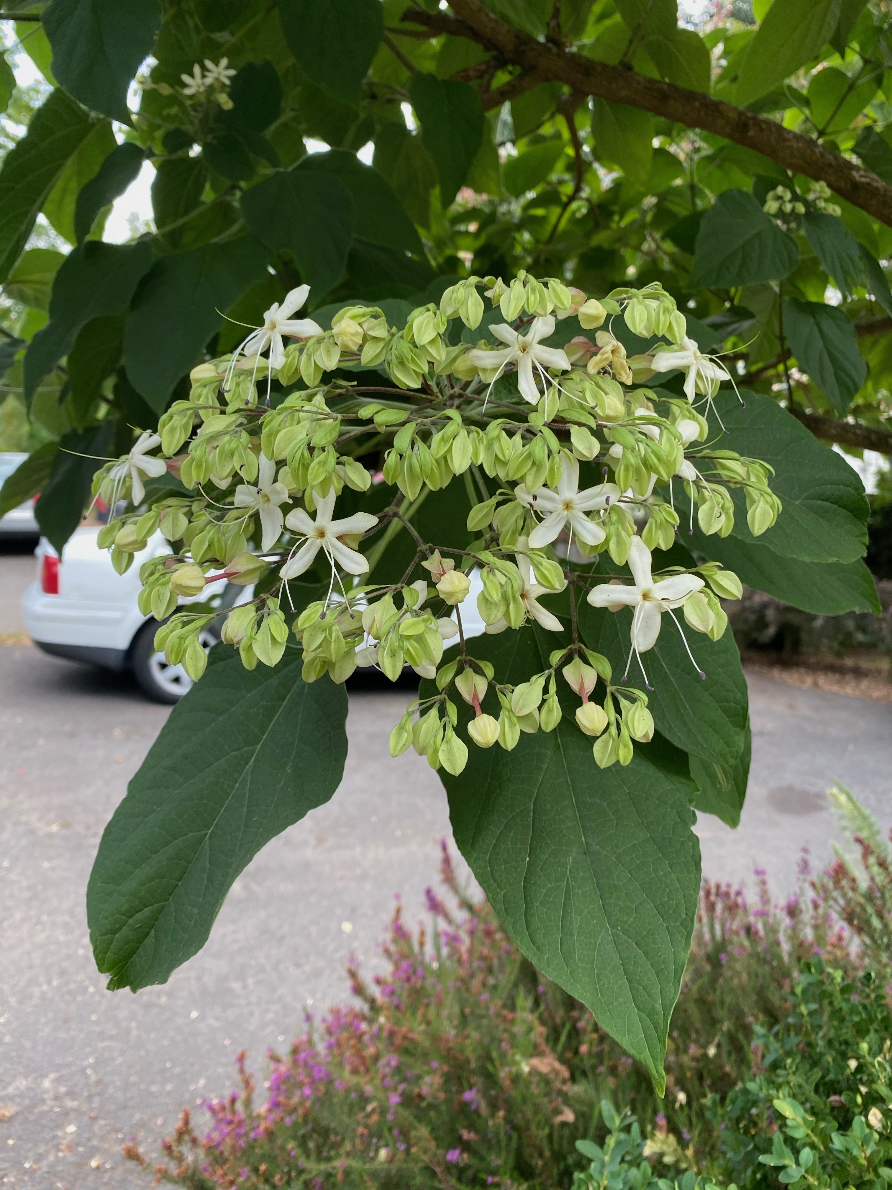 little white flowers